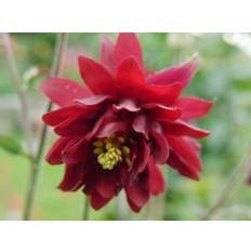 Akeleje 'Ruby Port'