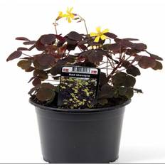 Rød skovsyre (Oxalis vulcanicola 'Rosea') Potte 12 cm