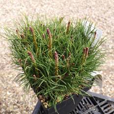 Lav Bjergfyr Mughus 15-30 cm. - Pinus mugo Mughus