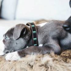 Hundhalsband Kentucky Horsewear Handmade Pearls | Svart