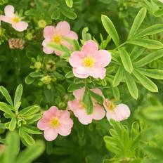 Prydnadsbuske Omnia Garden Ölandstok Rosa