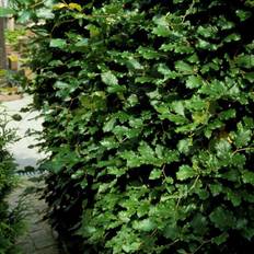 Bøg Hækplante (Fagus sylvatica) 3 års, 100-120 cm, omplantet, kraftig kvalitet