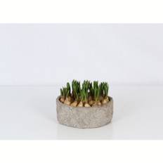 Blomsterløg i skjuler, Perlehyacint, Ø20 cm (På lager i butik)