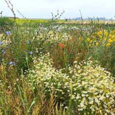 Linds dansk eng blomsterblanding 1 kg