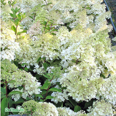 Vipphortensia 'Grandiflora' co 3-pack