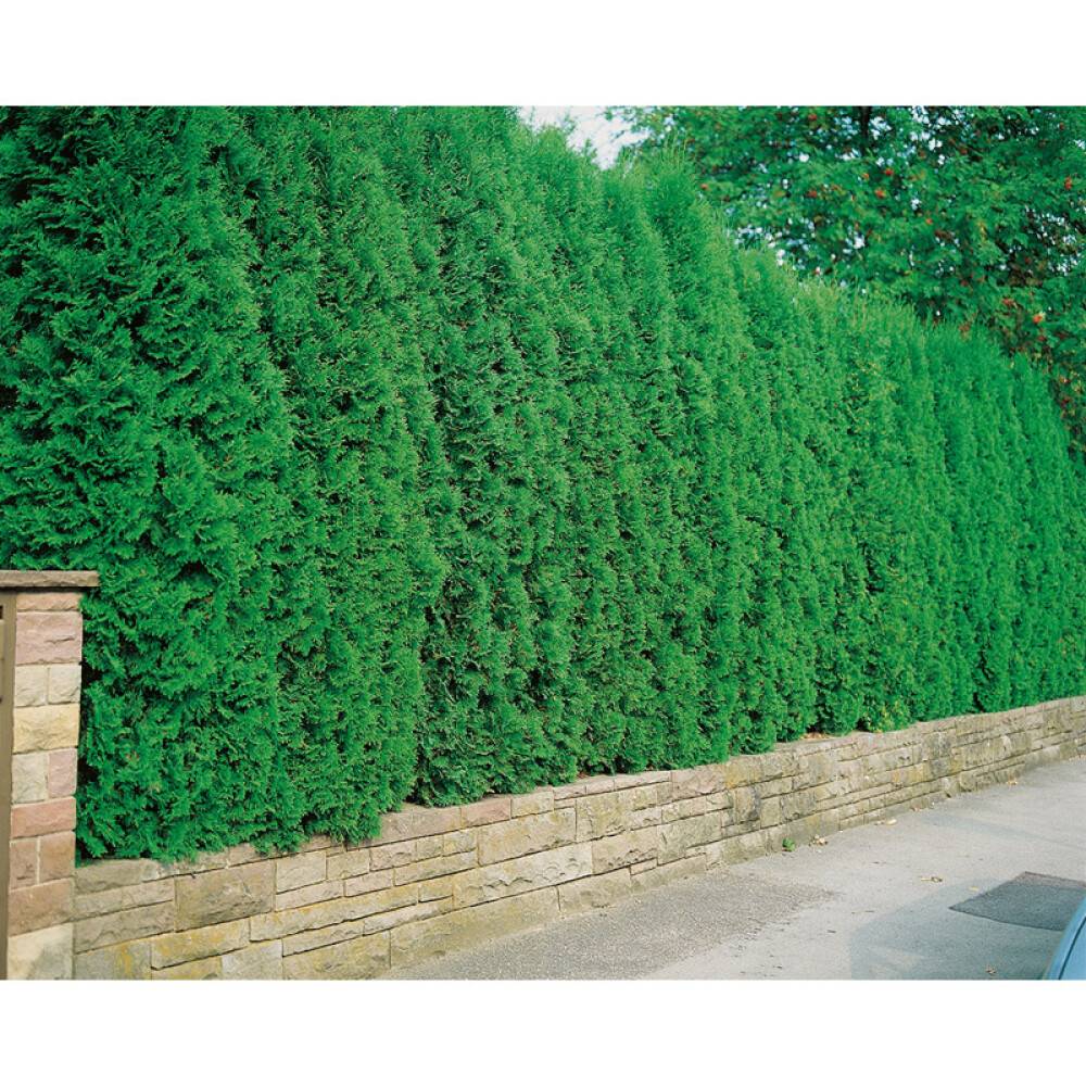 HÄCK THUJA BRABANT 100-125CM 100-PACK KRUKODLAD