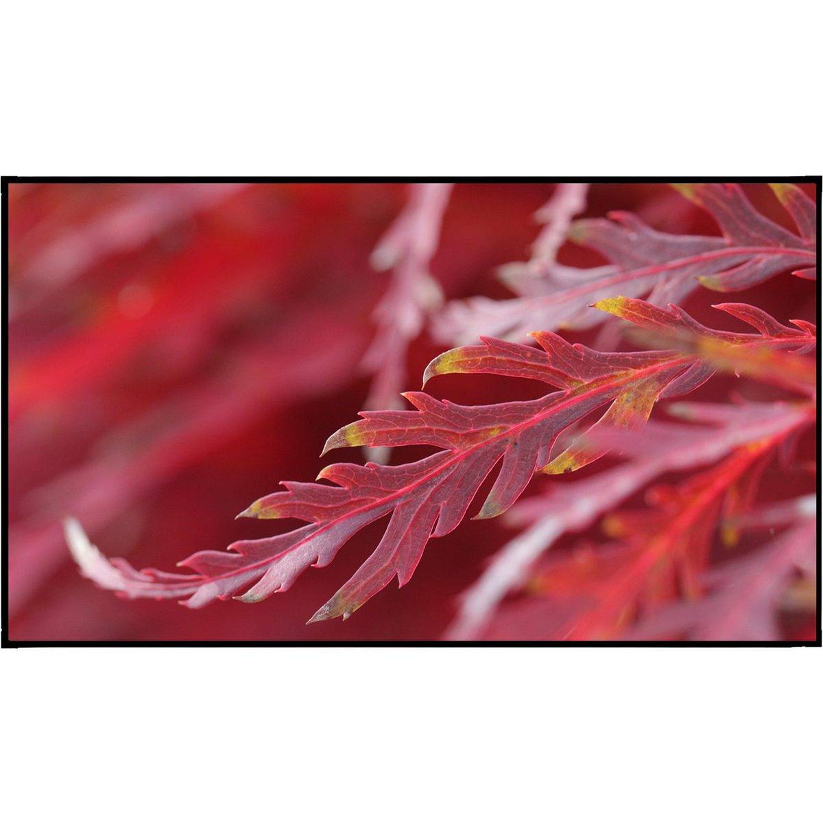 Élysium Screens Edge|One Fresnel Apex ALR Standard 110" - ALR-skärm för långdistansprojektion, Fast
