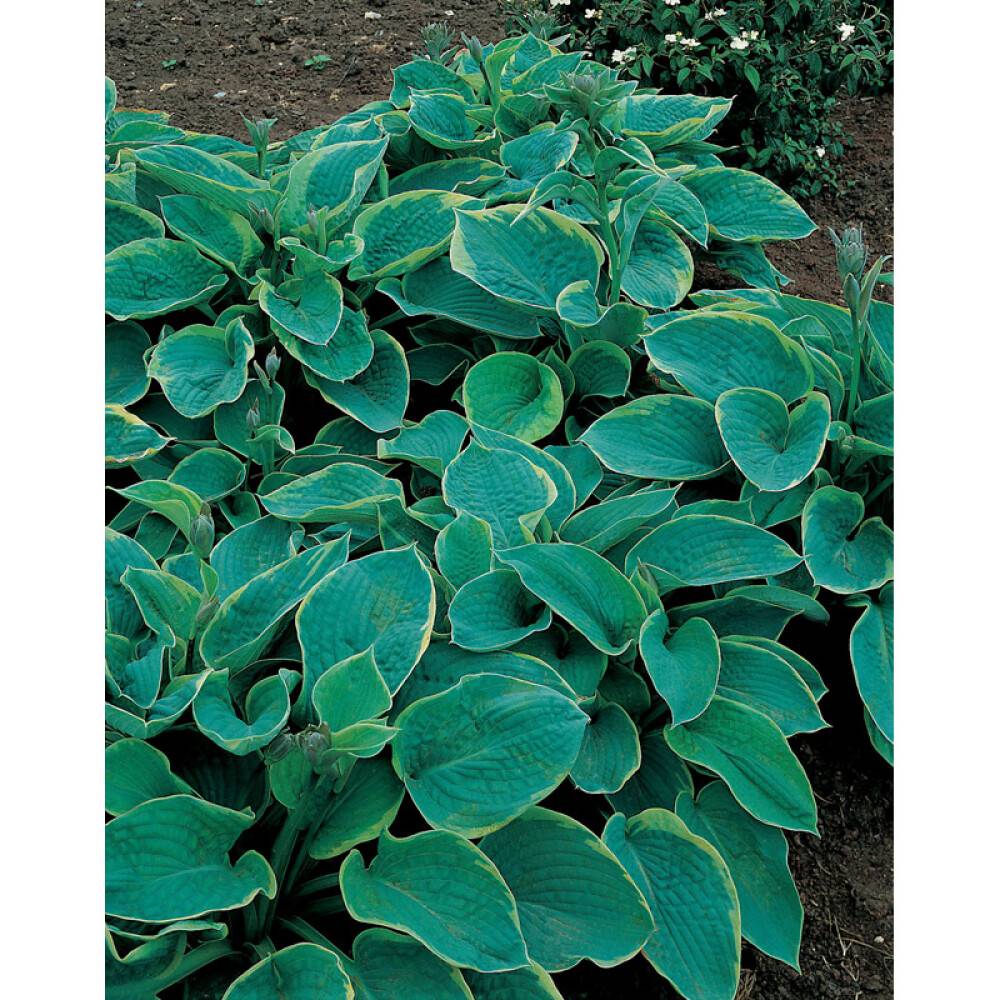 PERENN FUNKIA SIEBOLDIANA FRANCES WILLIAMS 6-PACK