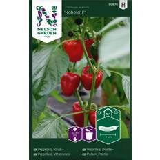 Krukpaprika, Kobold F1 - Capsicum annuum Kobold F1