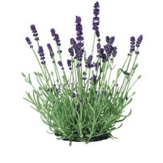 Lavendel, 'Hidcote Blue' - 15-25 cm