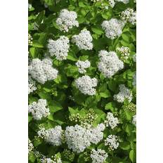 Björkspirea 'Tor' E CO 20-p