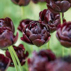 Tulipan 'Black Hero' - Dobbelte tulipaner - Sorte - 8 løg