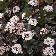 Smällspirea (Storlek: 50-60 C3)