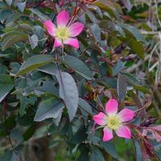 'Glauca' (syn. Rubrifolia)