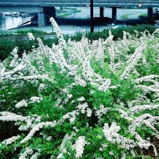 Snedrivebusk (Spiraea cin. 'Grefsheim') 50-80 cm