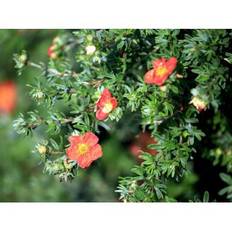 Potentilla 'Red Ace'