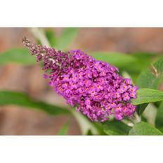 Buske Syrenbuddleja Fjärilsbuske 5-Pack
