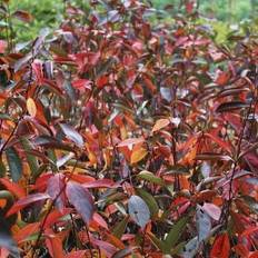 Surbær (Aronia) Bdt/10stk