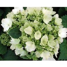 Hydrangea Alma ® 5 L Potte