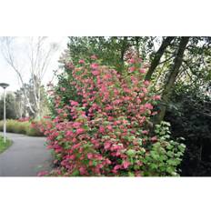Rosenrips OMNIA GARDEN Ribes sanguineum 'King Edward VII' VII', 3-pack