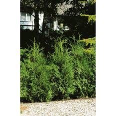 Häck Thuja Brabant 20-40Cm 10-Pack Krukodlad