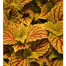 Palettblad ColorBlaze ® Golden Dreams, kruka