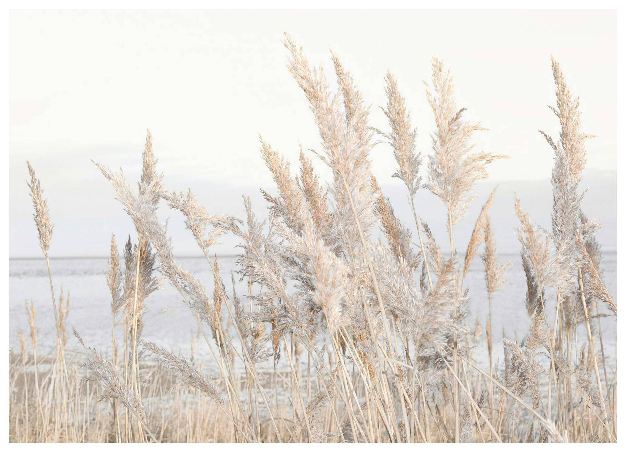 Reeds by the Sea Poster (30x40 cm)