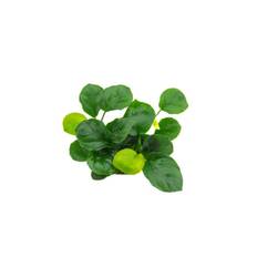 Anubias barteri ´Coin Leaf´ “easy plante”
