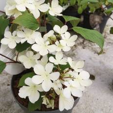 Japansk Snebolle Kilimandjaro Sunrise 40-80 cm. - Viburnum plicatum Kilimandjaro Sunrise