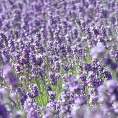 Ægte Lavendel Øko