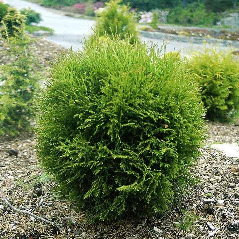 Alm. Thuja (Thuja occidentalis 'Danica') 25-35 cm