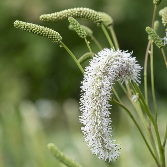 Pimpinell - Sanguisorba White Brushes (Krukstorlek: 0,5-1L)