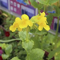 Gul abeblomst (Mimulus luteus)