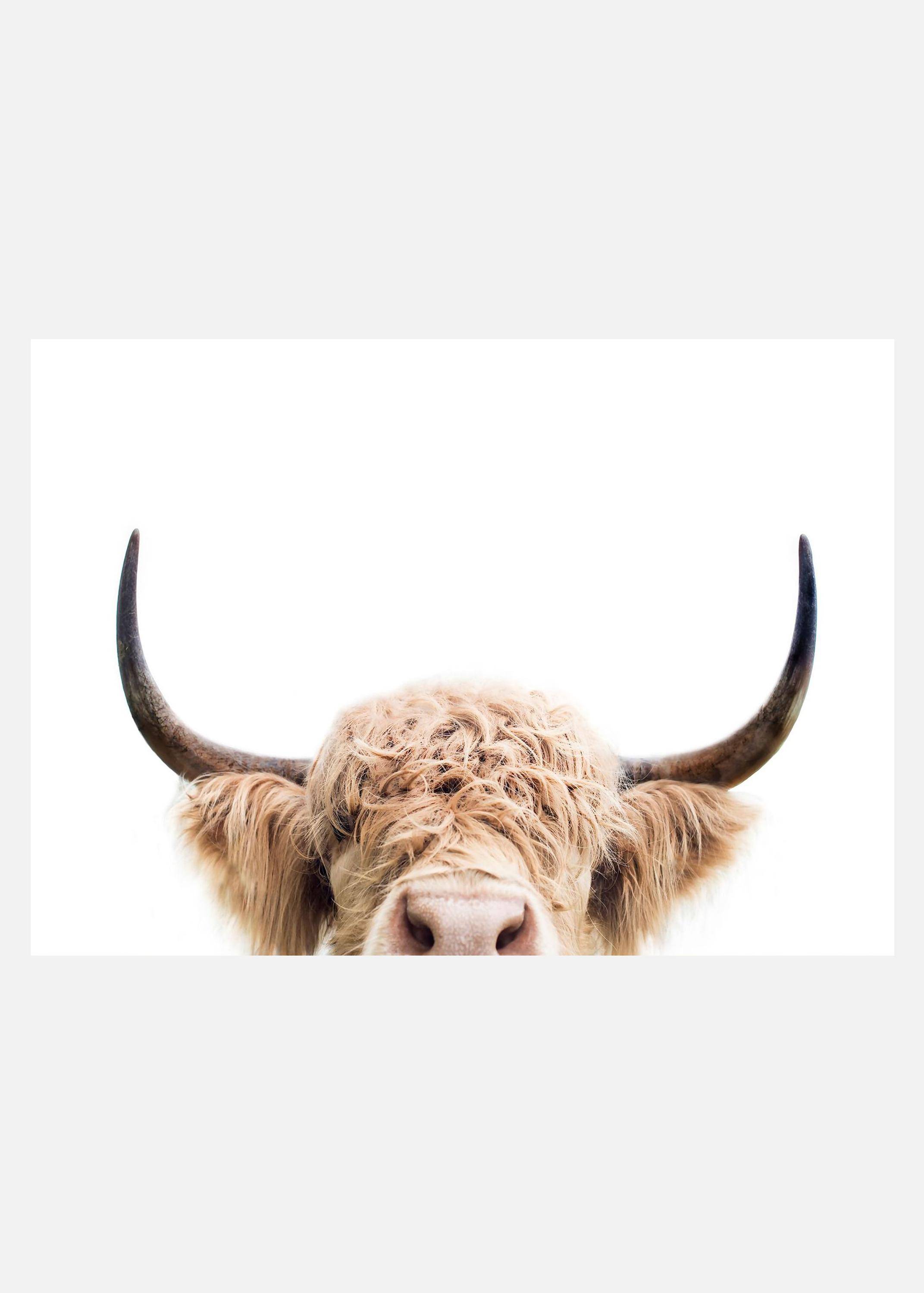 Peeking Cow Canvastavla (70x100 cm)