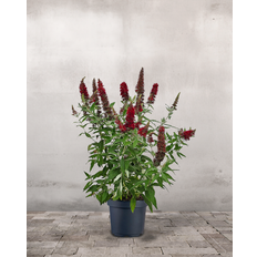 Sommerfuglebusk, Buddleja Davidii 'Royal Red' - 40-60 cm