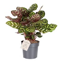 Fiskebensplante, Calathea Makoyana, Ø17 cm (På lager i butik)
