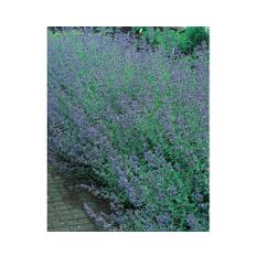 Kantnepeta OMNIA GARDEN Nepeta x faassenii 'Six Hills Giant' 15-pack