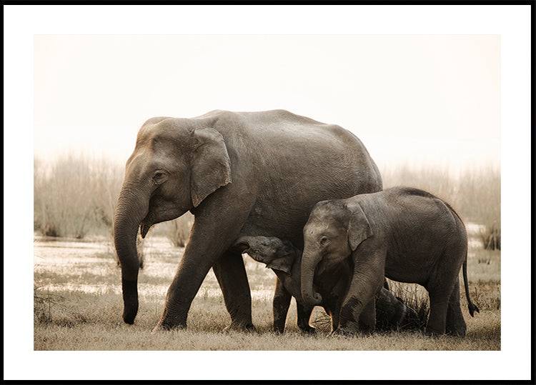 family portrait Poster (70x100cm) - Plakater > Djur Posters, Natur Posters, Pictufy