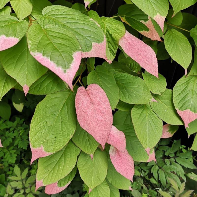 Kamæleonbusk 150-175 cm. - Actinidia kolomikta.