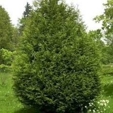 Kæmpethuja