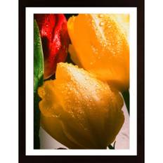 Three Tulips Poster