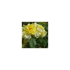 Rose Lichtkönigin Lucia - Slyngrose / Barrods