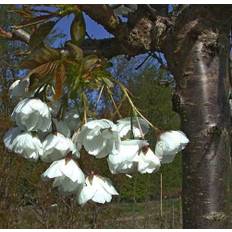 Japansk Kirsebær (Prunus serrulata 'Shirotae') 250-300 cm