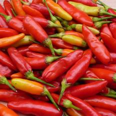 Chili 'Tabasco'