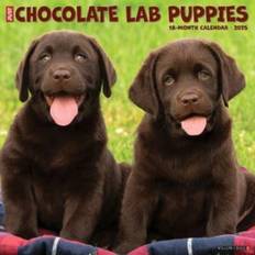 Just Chocolate Lab Puppies 2025 12 X 12 Wall Calendar (Kalender, Calendar, Engelsk)