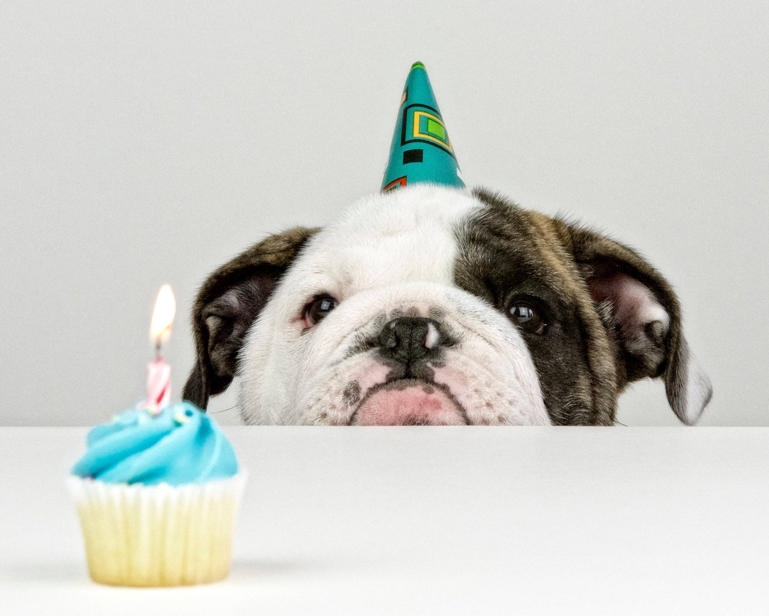 A Little Birthday Poster och Canvastavla - Canvas / 100x70 cm