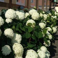Hortensia (Hydrangea arborescens 'Annabelle') 5 liter