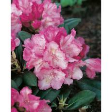 Rhododendron Polaris Rosa 25-30Cm Krukodlad 3-Pack