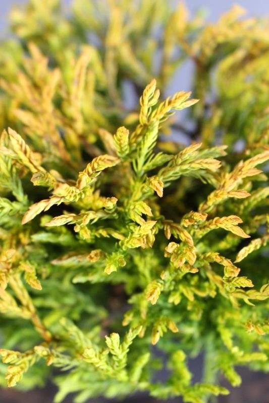 Thuja (Thuja occidentalis 'Golden Tuffet') 20-30 cm