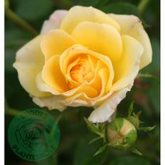 Marktäckande Ros Yellow Fairy Barrot Gul 10-Pack
